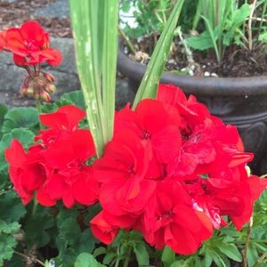 Meet your Posher, Shyanne